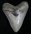 Glossy Megalodon Tooth - Georgia River #8373-1